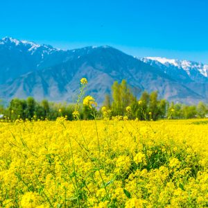 mustard-field-with-beautiful-snow-covered-mountains-landscape-kashmir-state-india