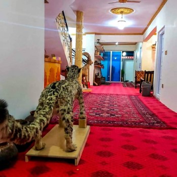 Al- Madina Guest House (16)
