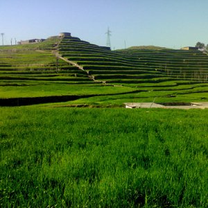 Timergara