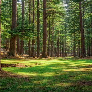 Ushu Forest