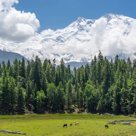 Fairy Meadows